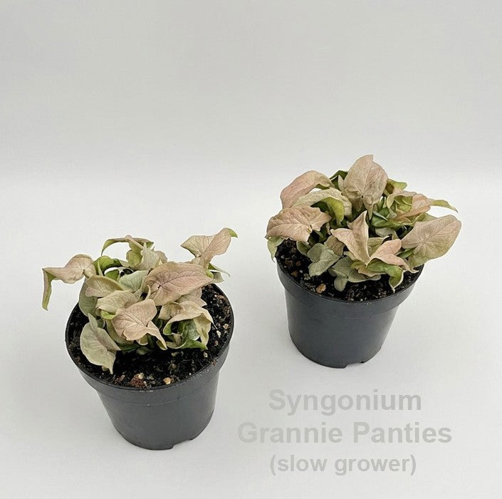 Syngonium Hybrid 15cm 12cm Pot