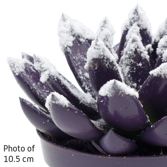 Echeveria colored purple 8cm 6cm Pot