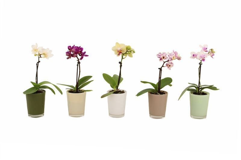 Phalaenopsis hybrid 17cm 6cm Pot