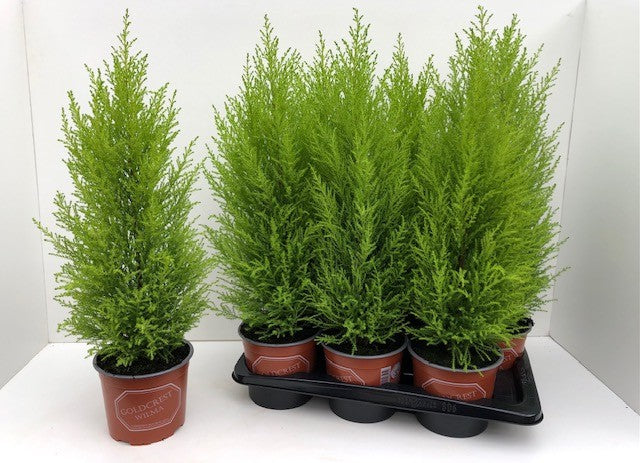 Berkhout, Potplantenkwekerij Cupressus Goldcrest Wilma Pack of 6