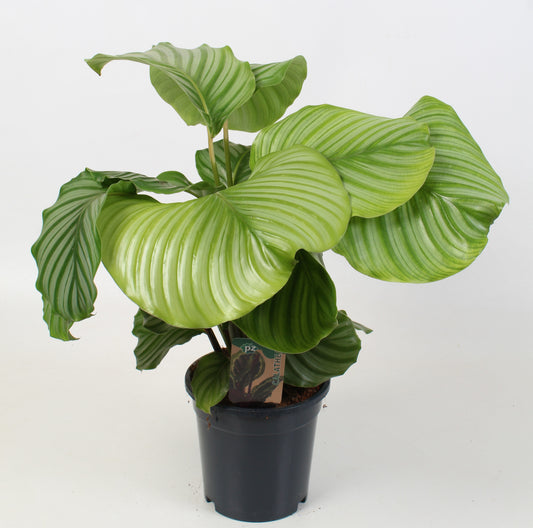 Calathea Orbifolia 55cm 17cm Pot
