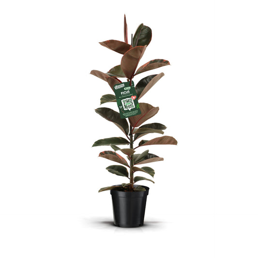 Ficus Belize 100cm 21cm Pot