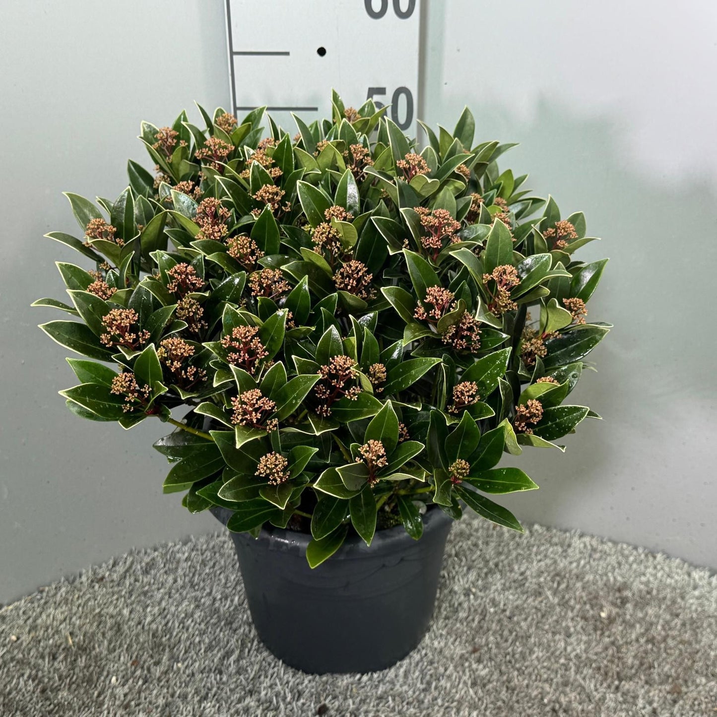 Skimmia japonica Antarctica 55cm 27cm Pot