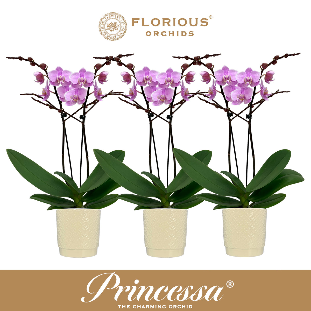 Phalaenopsis pink 40cm 9cm Pot