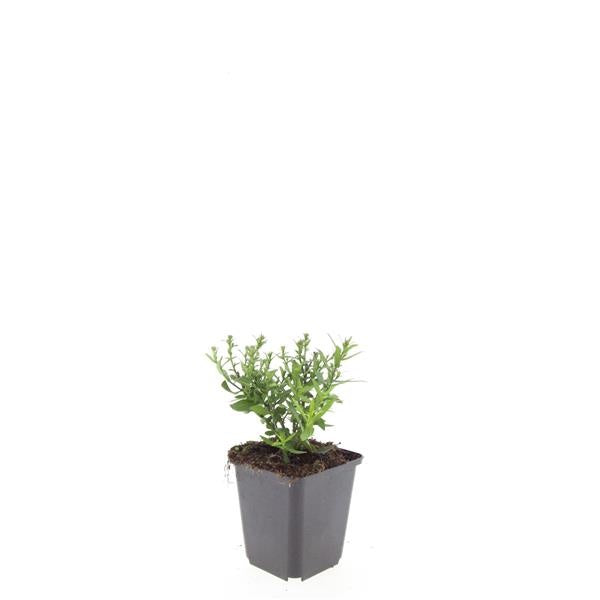 Aster dum. Prof. Anton Kippenberg 5cm 9cm Pot