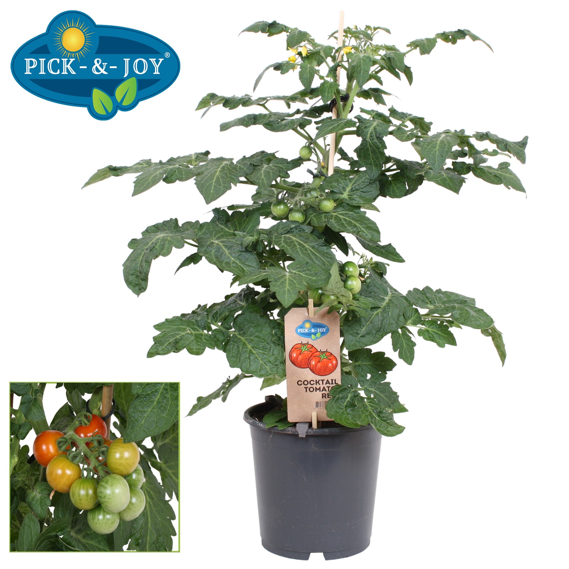 Tomato (Lycopersicon esculentum) 70cm 19cm Pot