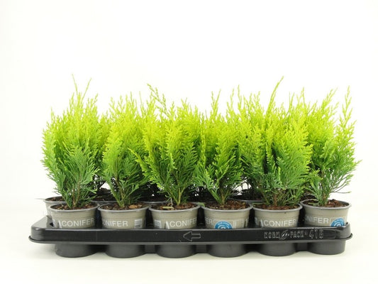 Chamaecyparis Stardust 20cm 9cm Pot