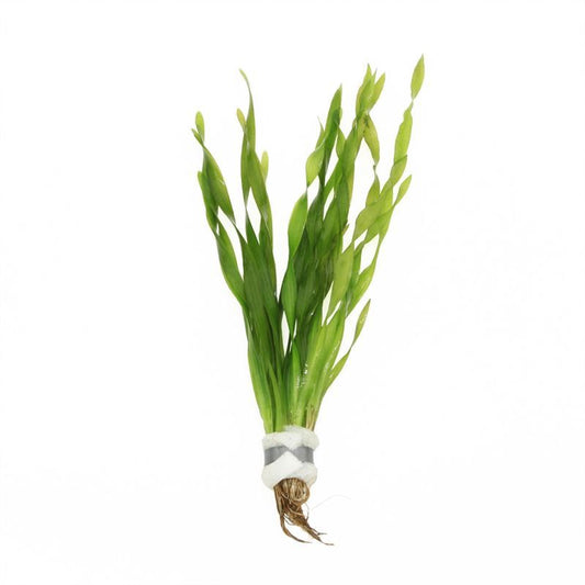Vallisneria asiatica 5cm 2cm Pot