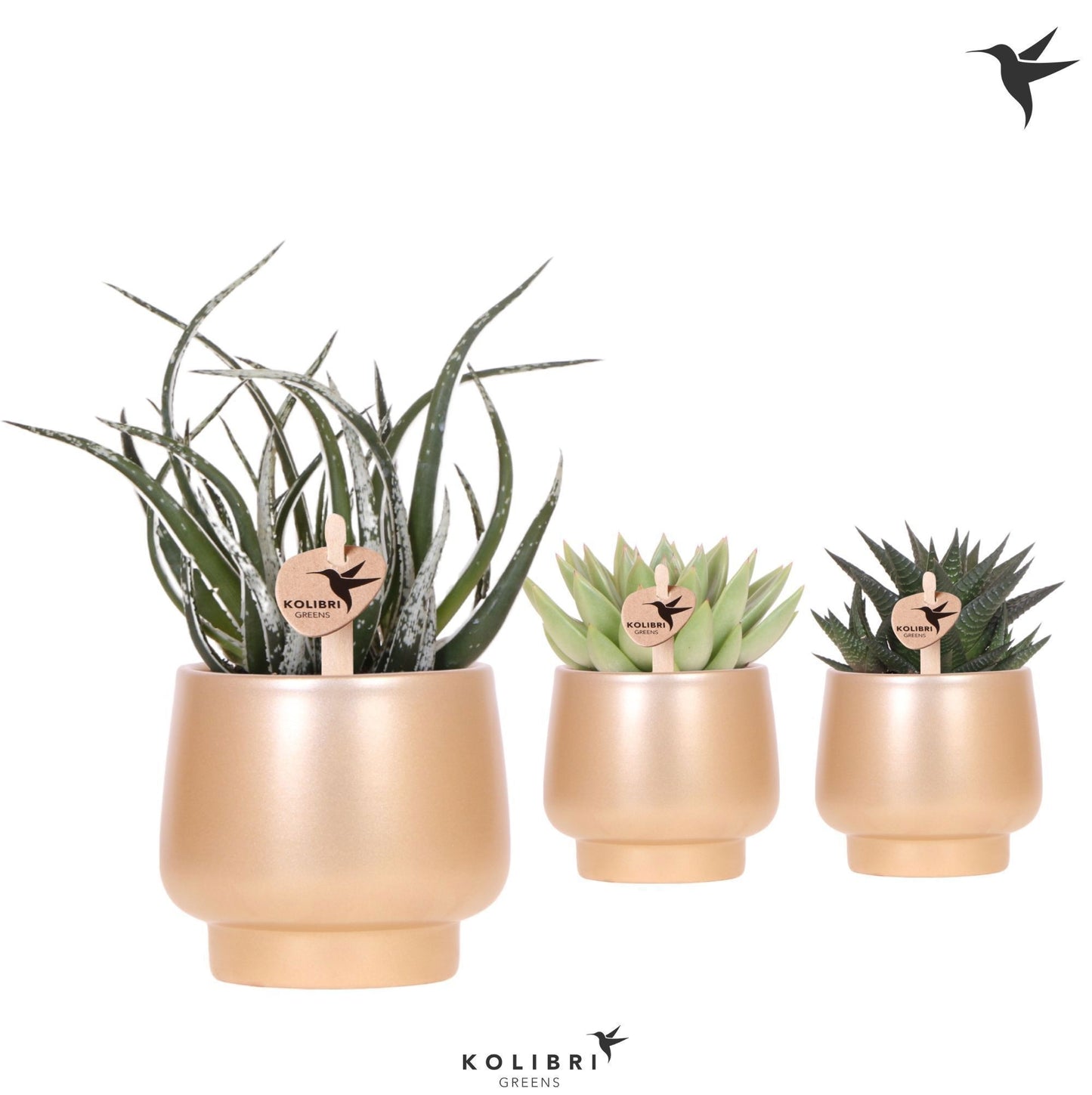 Succulent mix 22cm 9cm Pot
