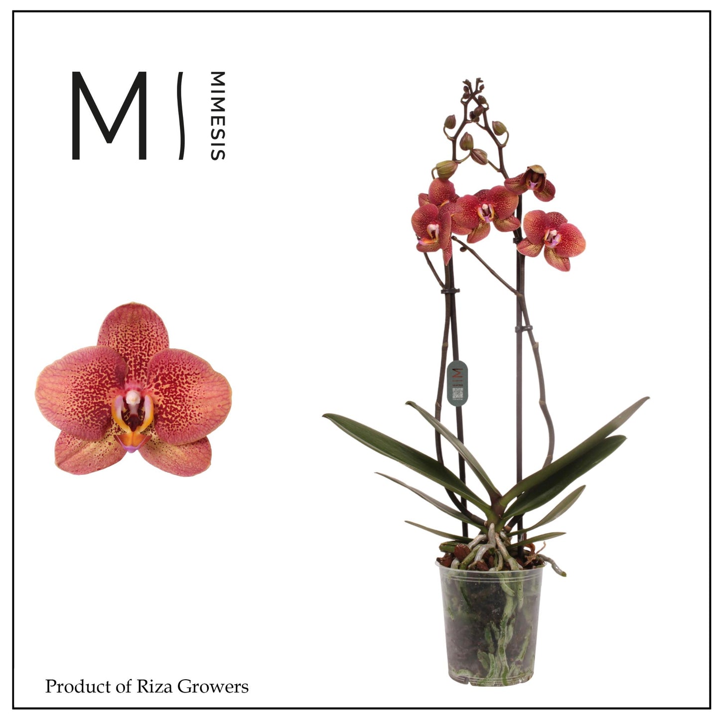 Phalaenopsis Toulon 70cm 12cm Pot