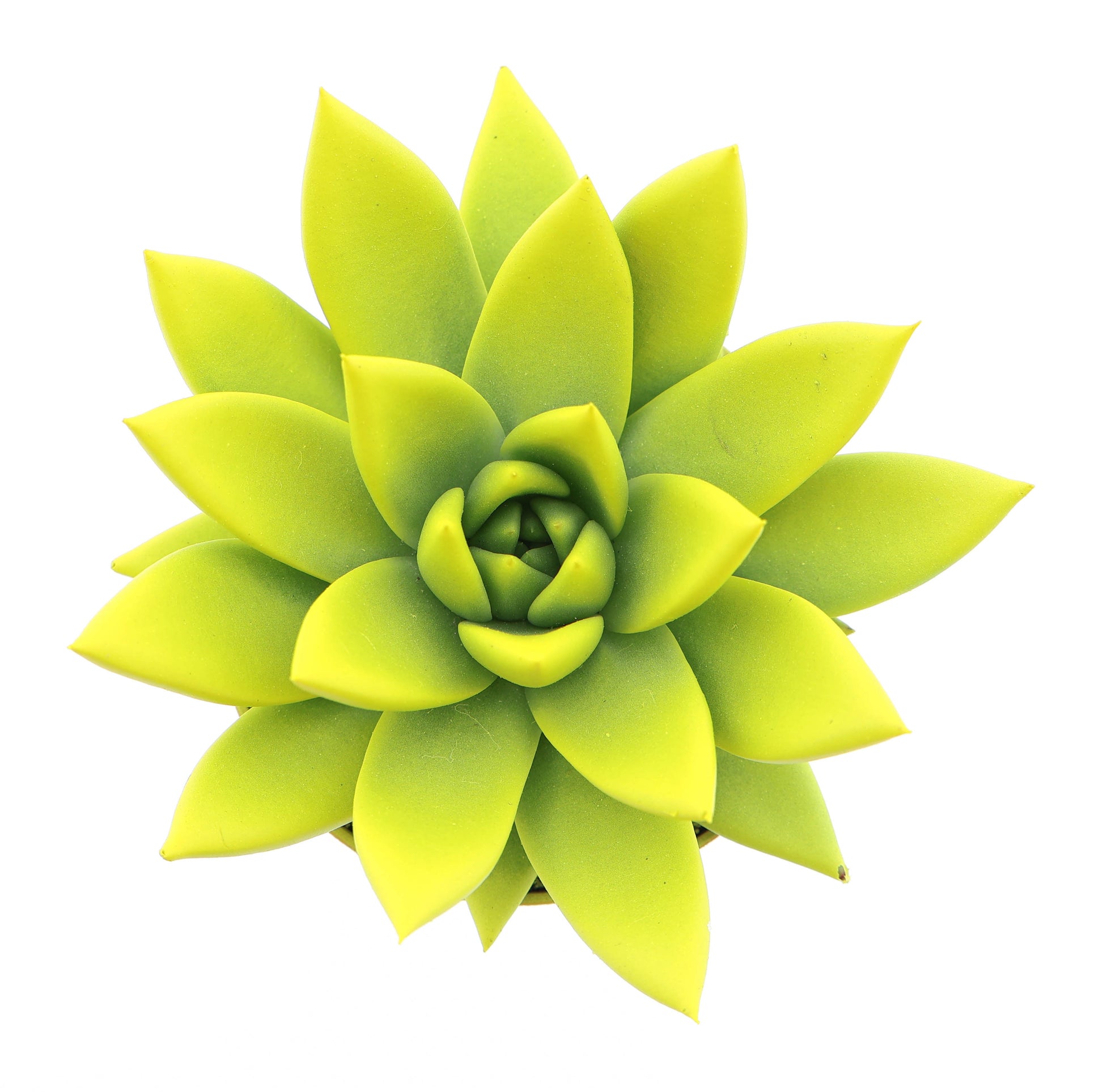 Rainbow yellow 10cm Special Pot (508)