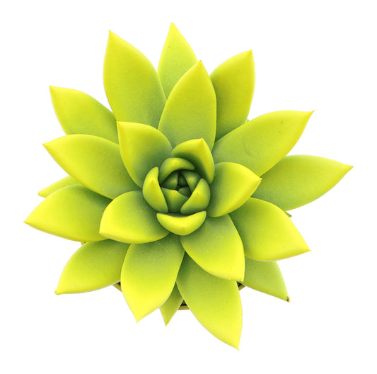Rainbow yellow 10cm Special Pot (508)