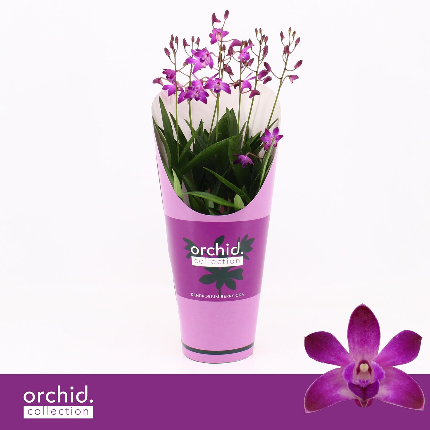 Dendrobium Berry Oda potcover 40cm 12cm Pot