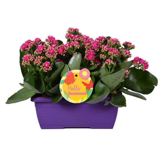 Kalanchoe Perfecta Purple 25cm 25cm Pot