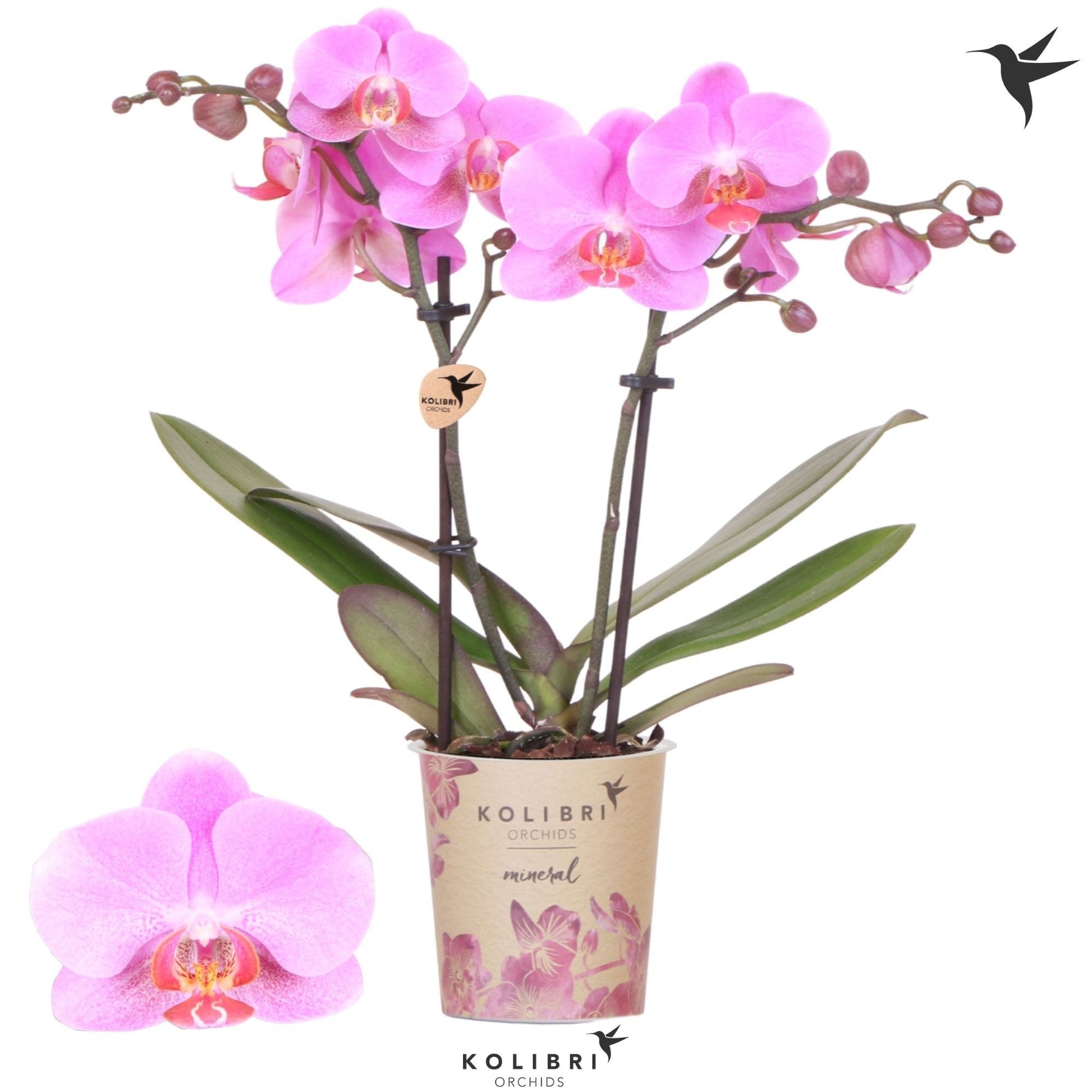 Phalaenopsis Fredrikstad 40cm 9cm Pot