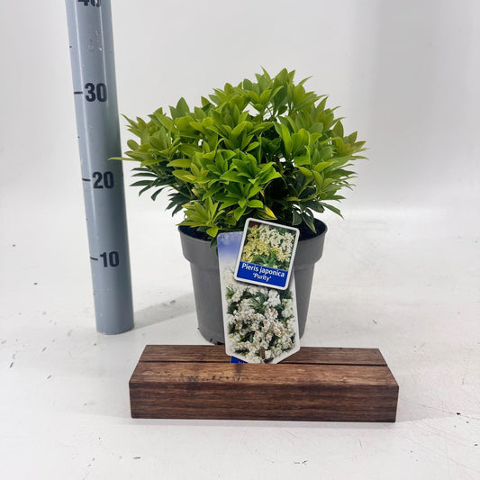Pieris japonica Purity 30cm 19cm Pot