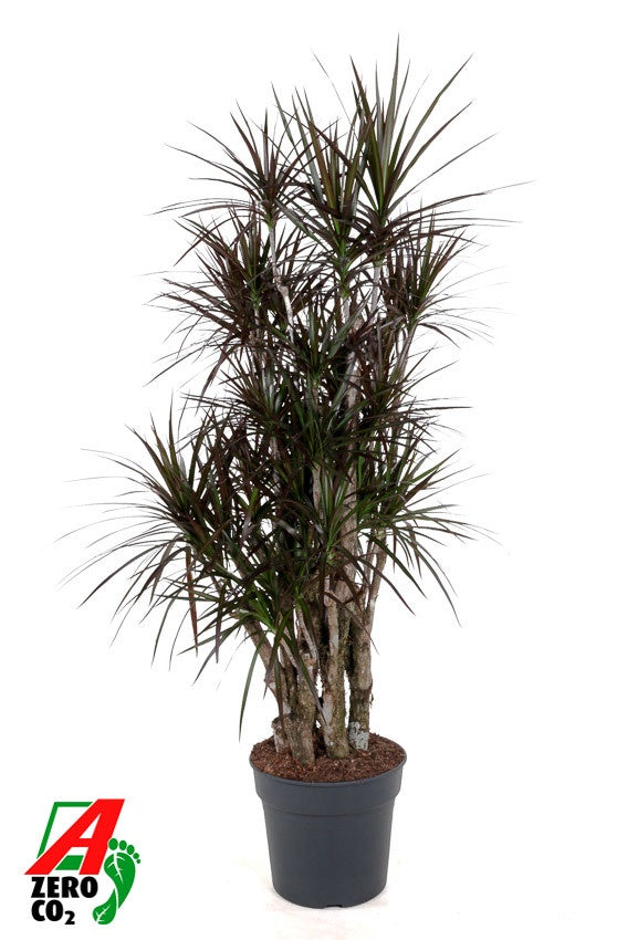 Dracaena Magenta 170cm 34cm Pot
