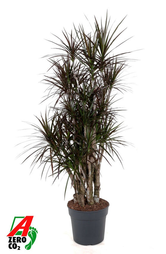 Dracaena Magenta 170cm 34cm Pot