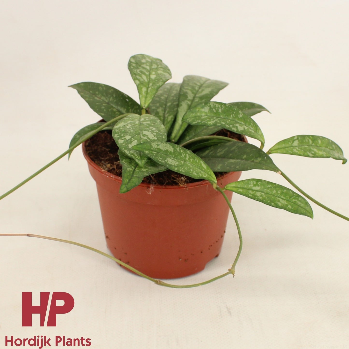 Hoya australis 13cm 12cm Pot