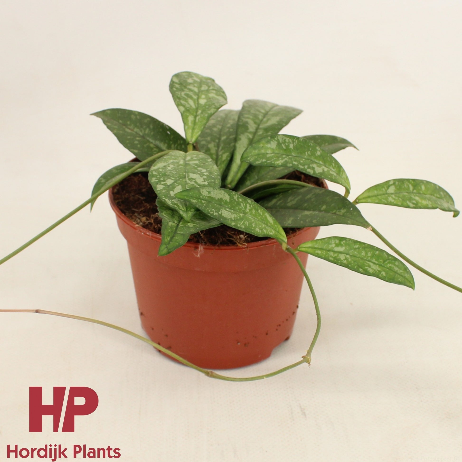 Hoya australis 13cm 12cm Pot