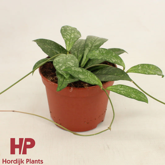 Hoya australis 13cm 12cm Pot