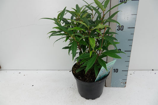 Sarcococca hookeriana humilis 25cm 17cm Pot