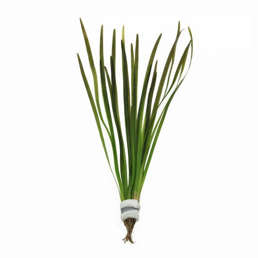 Vallisneria asiatica 5cm 2cm Pot