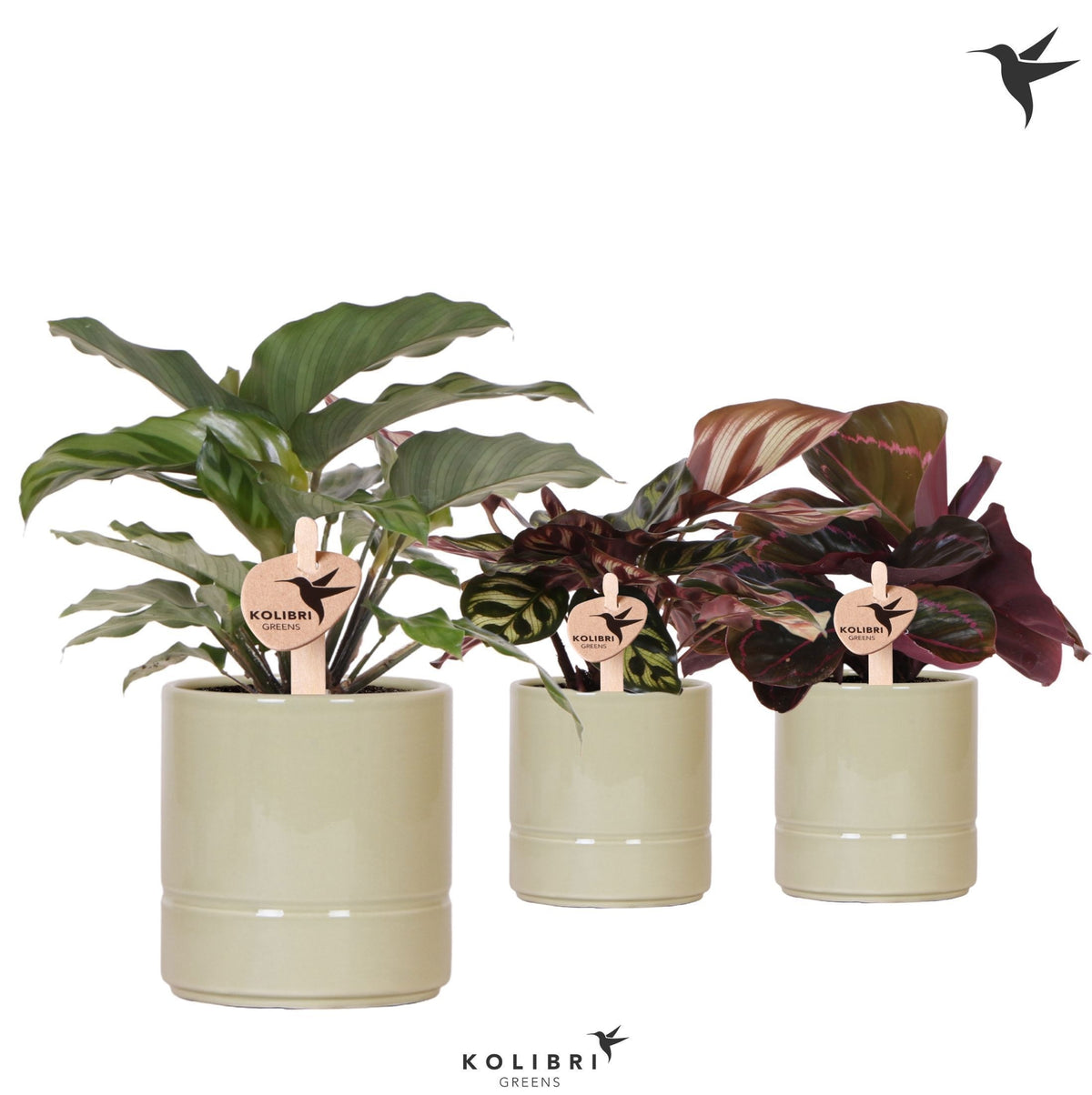 Calathea mix 24cm 9cm Pot