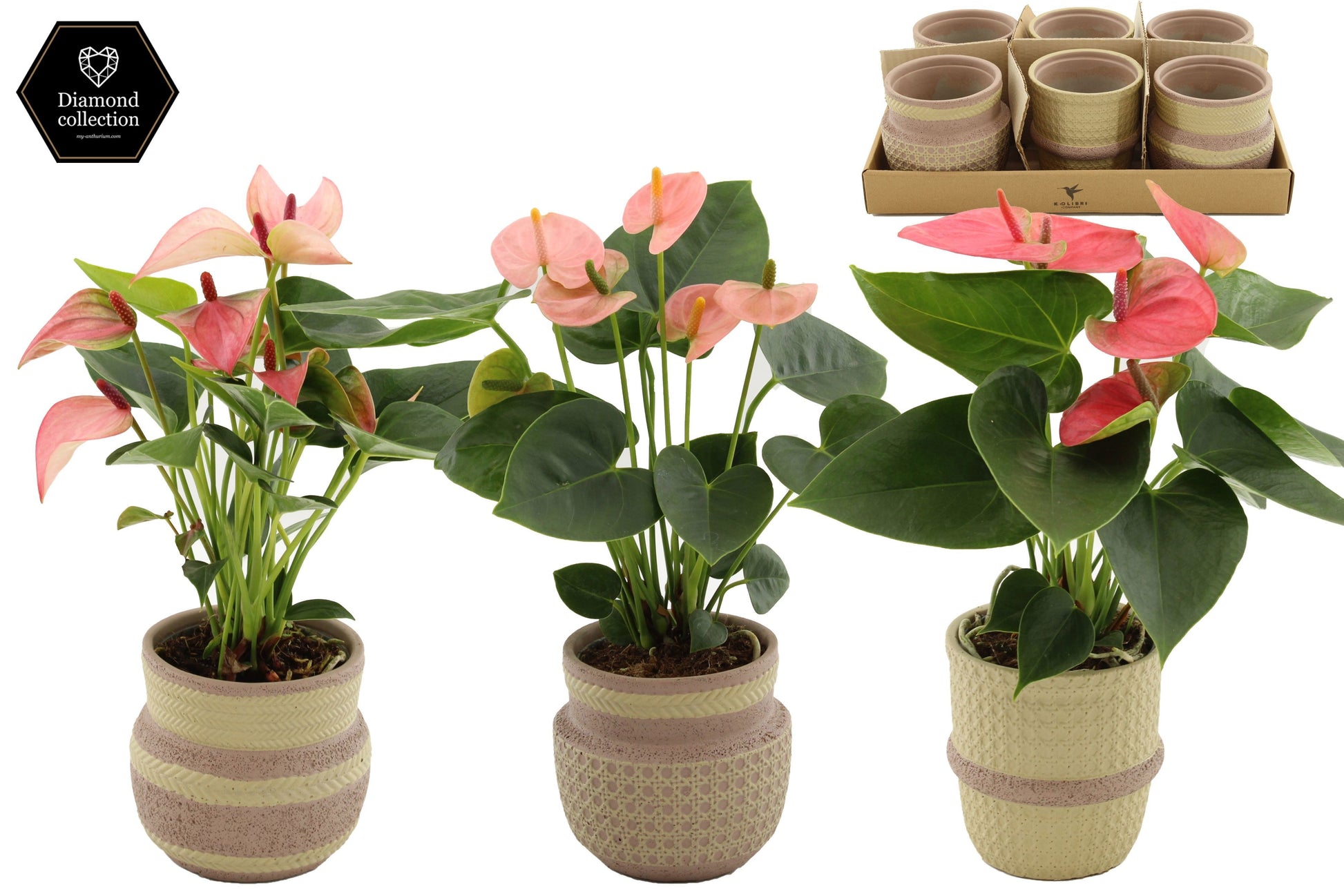 Anthurium mix 25cm 9cm Pot