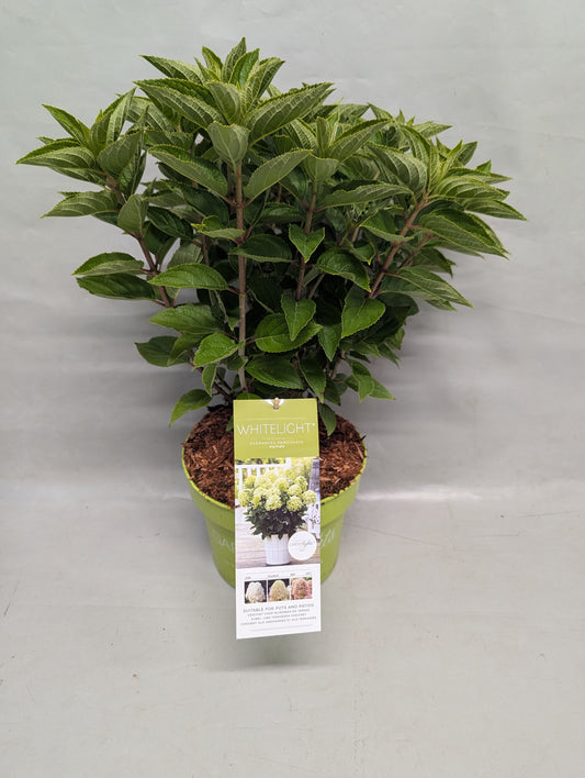 Hydrangea paniculata 65cm 23cm Pot