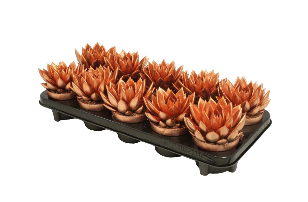 Echeveria Miranda 13cm 10.5cm Pot