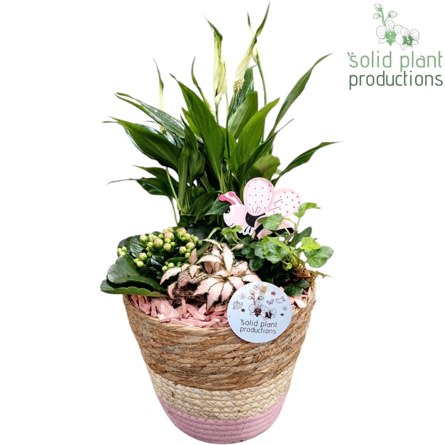 SP021 Babs Basket Medium Pink Spathiphyllum 42cm 19cm Pot