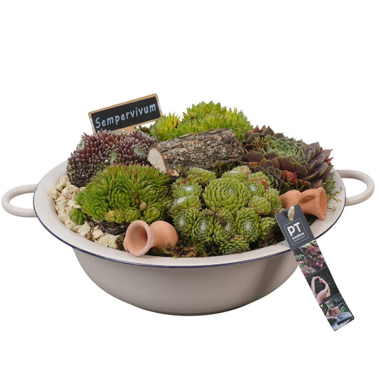 arr. Sempervivum 19cm 30cm Pot