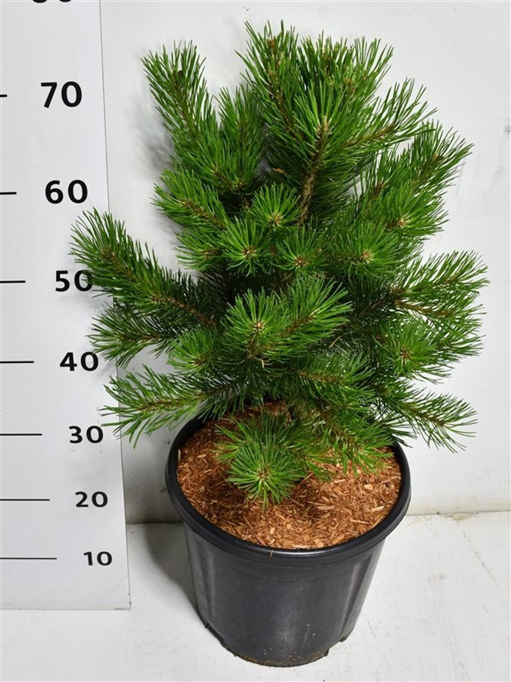 Pinus mugo Carstens Wintergold 70cm 32cm Pot