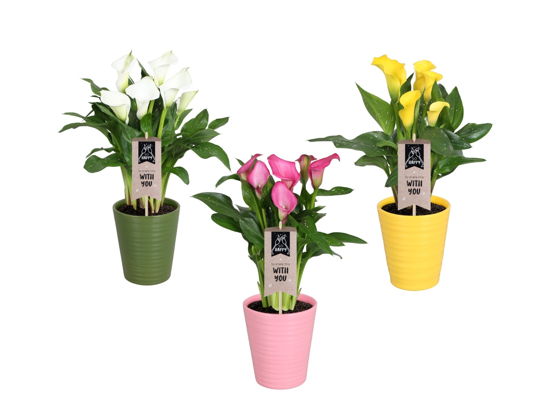 Zantedeschia mix keramiek 40cm 14cm Pot