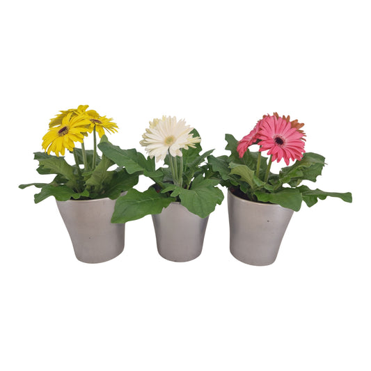 Gerbera 20cm 12cm Pot