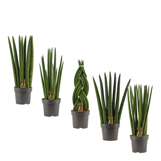 Sansevieria cylindrica 50cm 14cm Pot