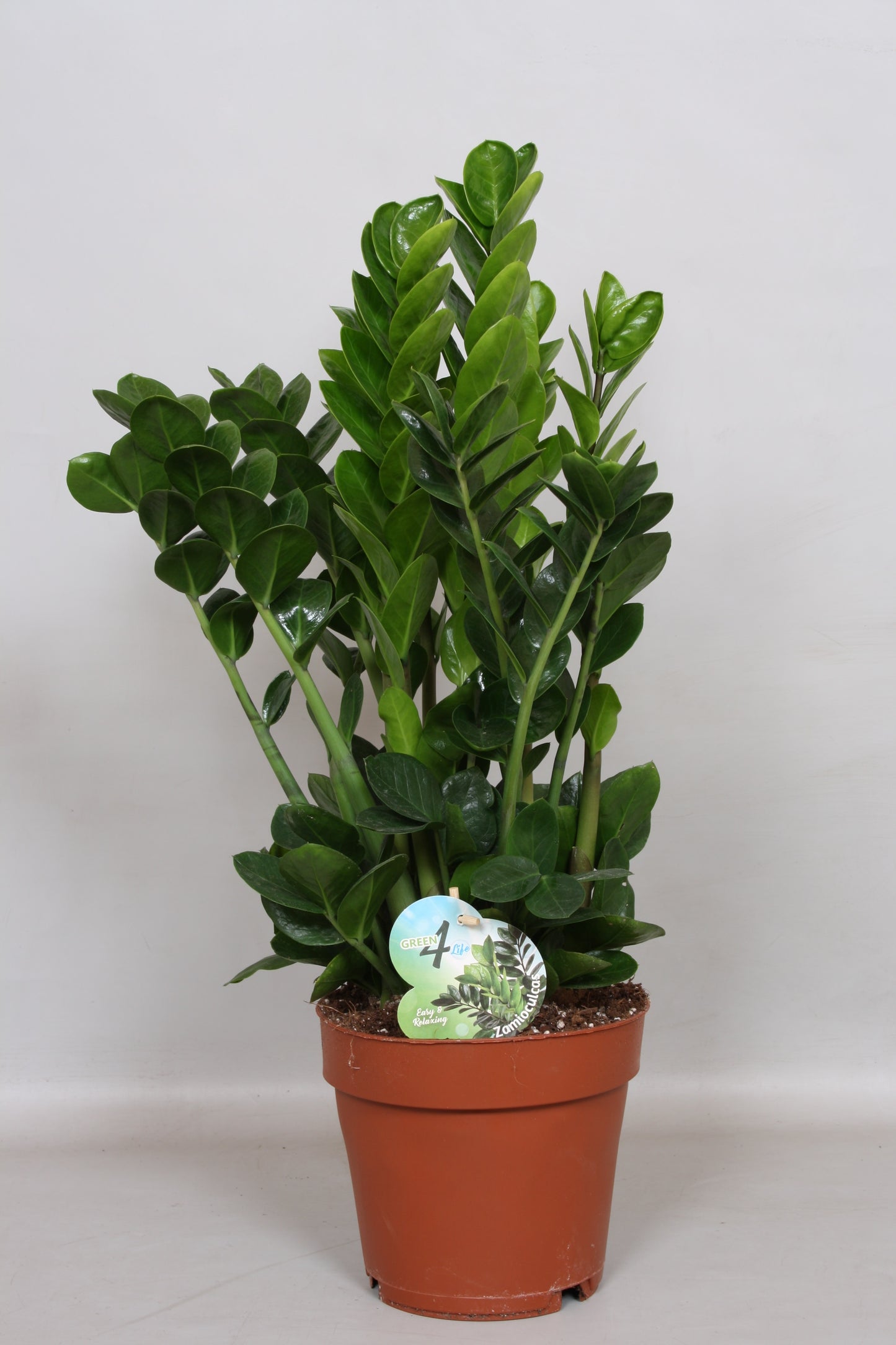 Zamioculcas Midori 65cm 19cm Pot