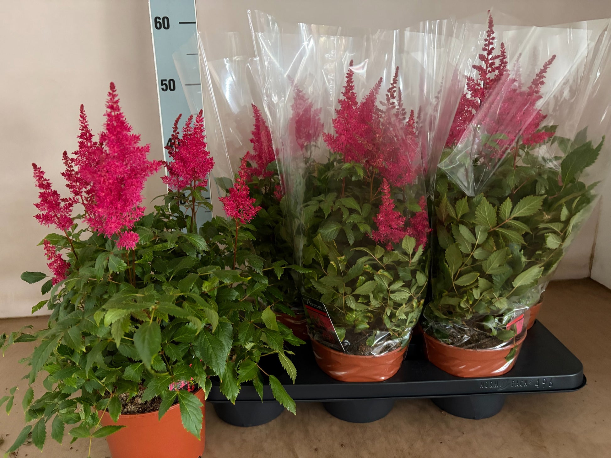 Astilbe ar. Drum and Bass 50cm 15cm Pot