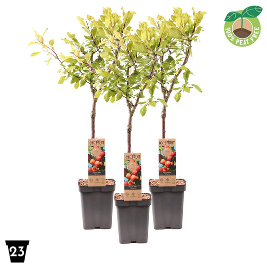 Prunus domestica Victoria 90cm 23cm Pot