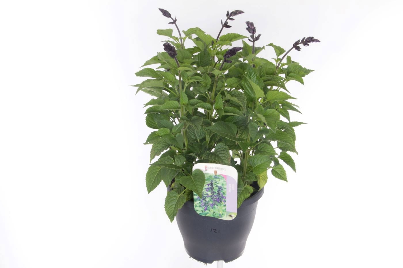 Salvia officinalis 55cm 23cm Pot