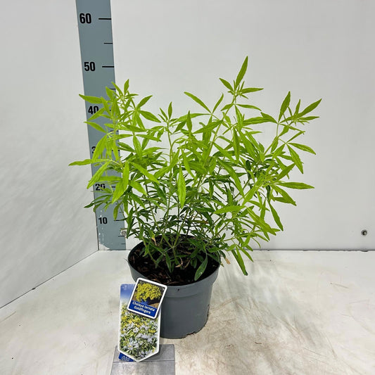 Choisya Goldfinger 45cm 19cm Pot