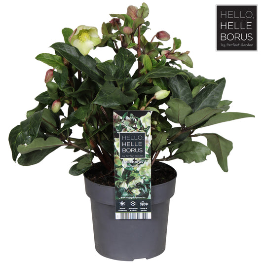 Helleborus Diamonfire 35cm 17cm Pot