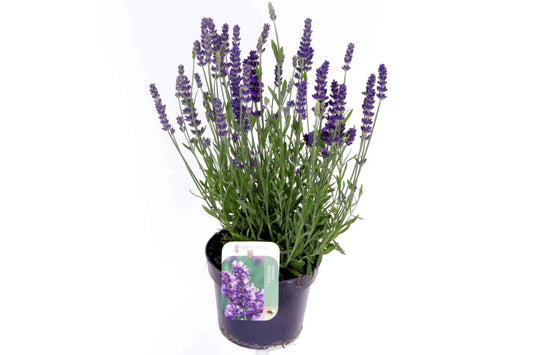 Lavandula ang. Spear Blue 40cm 13cm Pot