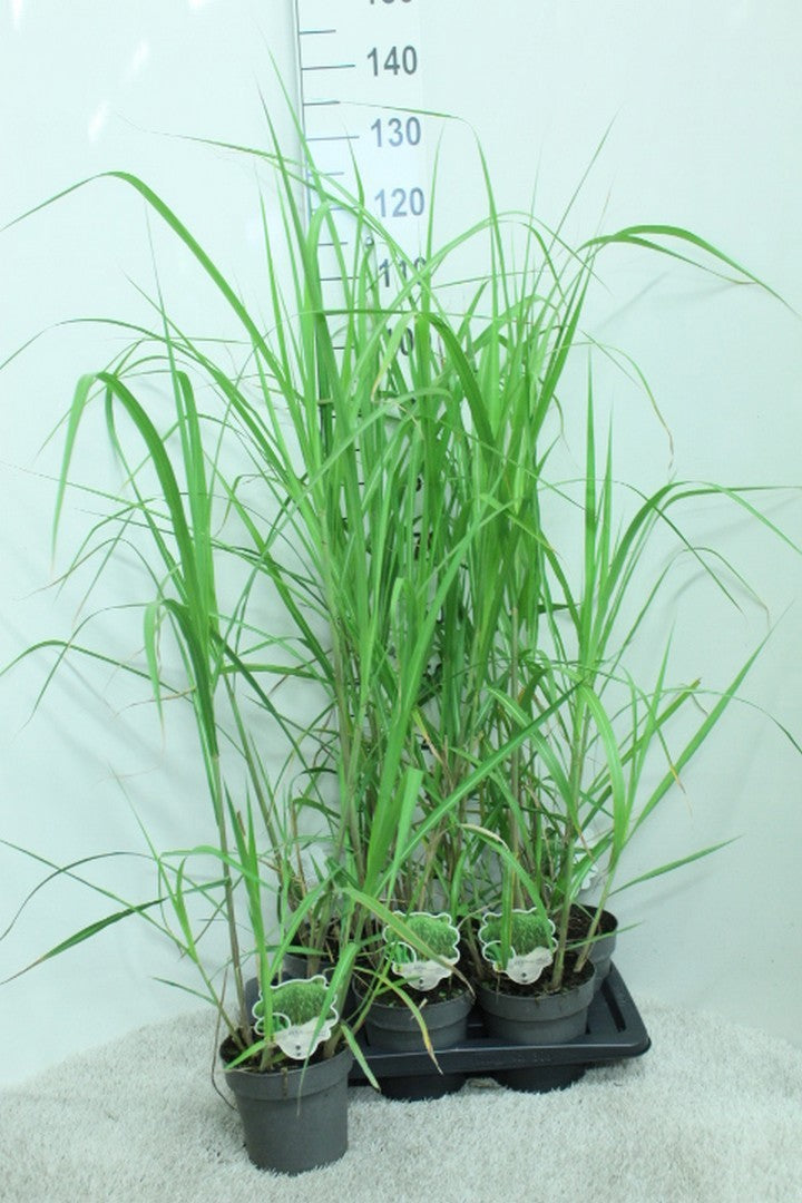 Miscanthus giganteus 125cm 17cm Pot