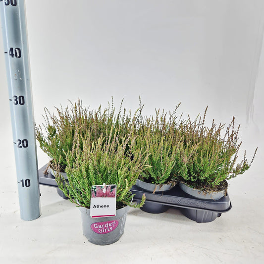 Calluna Garden Girls Athene 15cm 13cm Pot