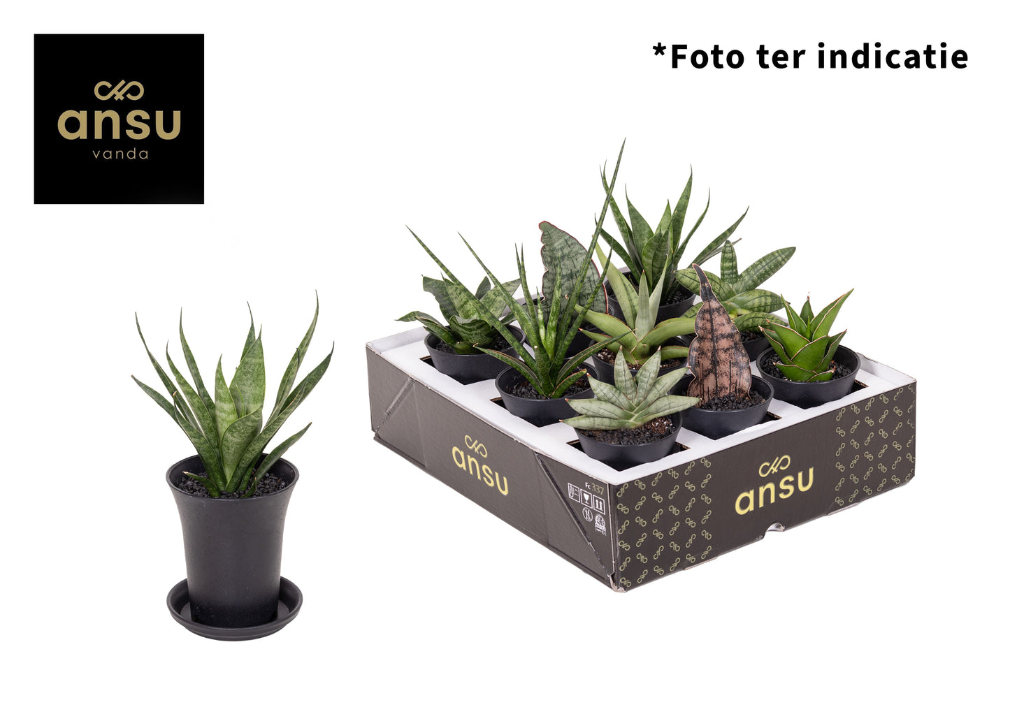arr. Sansevieria Rough&Tough cup 12cm 7.5cm Pot