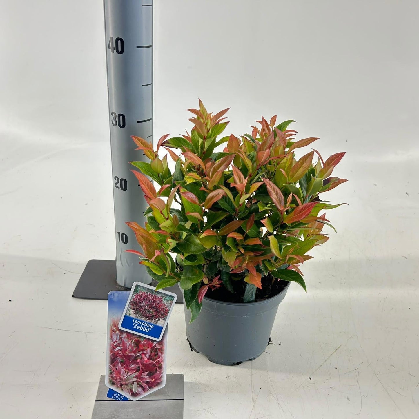 Leucothoe Zeblid 30cm 17cm Pot