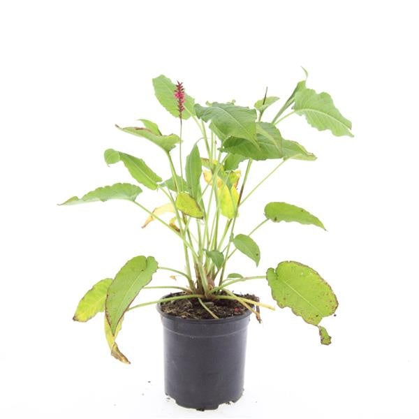 Persicaria amplexicaulis 10cm 14cm Pot