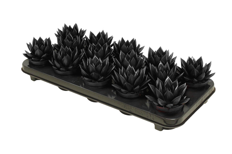 Echeveria colored black 11cm 8.5cm Pot